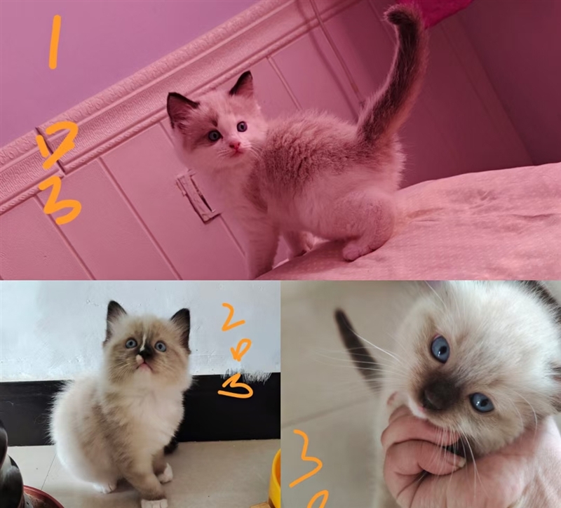 出售三只猫崽